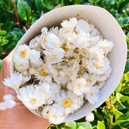 Captured Beauty Dried Flower Bunch-10